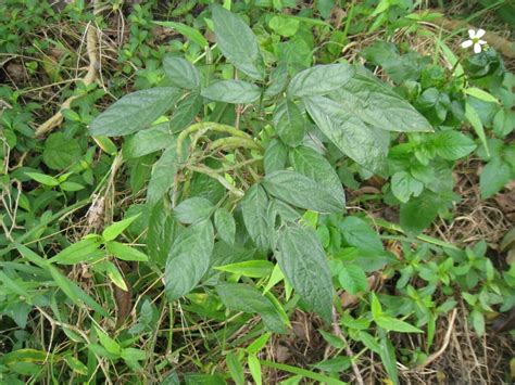 帶什麼可以避邪|避邪草是什麼？常見6種「避邪植物」介紹，趨吉避凶。